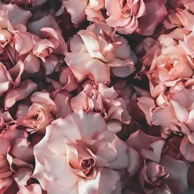 Discusión orígenes del ajedrez