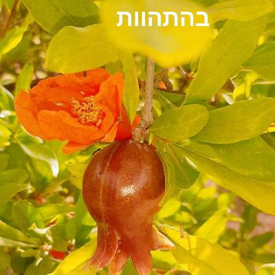 אימון מיינדפולנס וחמלה לקראת דייט, לבוא רגועים יותר. https://www.mindtobe1.co.il/