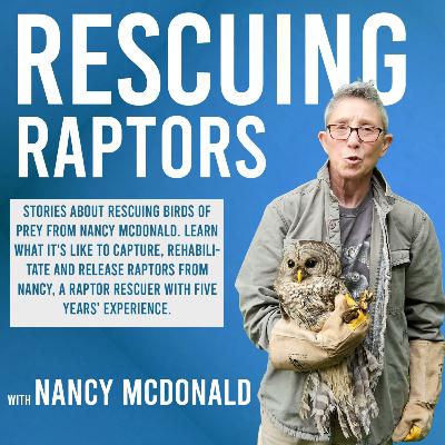 Raptors On The Ground Won't Survive Raptors On The Ground Won't Survive