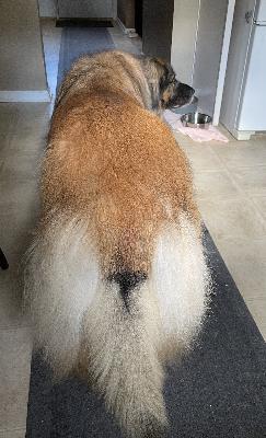 Top 15 Grooming Tools and Products Top 15 Grooming Tools and Products