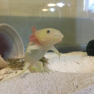 Our Animal Weird Life (Trailer)