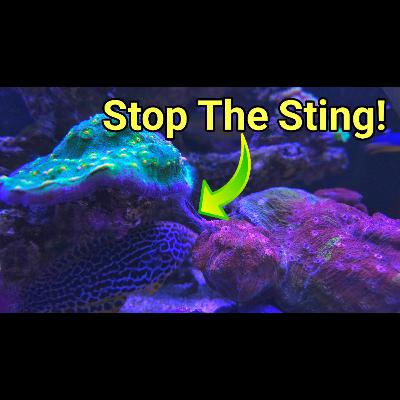 Pro Coral Farmer's Corals That Play Nice In High Density Reefs | The PRDS Ep 125