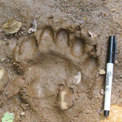 Keep it Wild - Living with Wild Bears