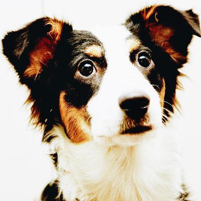 161: In Memory of Coco