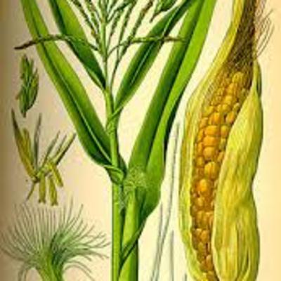 Episode 3 - The Stalker Amongst the Stalks Episode 3 - The Stalker Amongst the Stalks