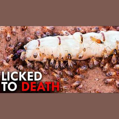 Evolution’s Worst Solutions That Somehow Worked
