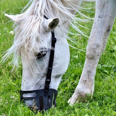 Is Your Horse Too Fat? A Vet's Guide To Weight Management