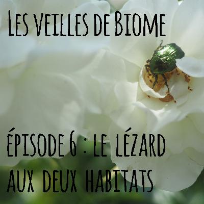 Les veilles de Biome - épisode 6 : le lézards aux deux habitats