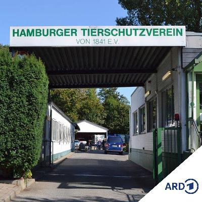 Hund, Katze, Papagei: Warten auf ein neues Zuhause