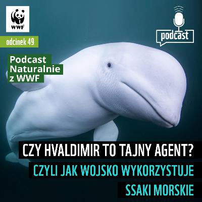Czy Hvaldimir to tajny agent? Czyli jak wojsko wykorzystuje ssaki morskie