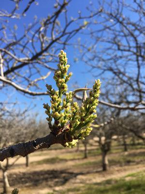 Pistachio pollination biology and artificial pollination