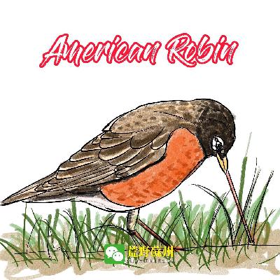 American Robin