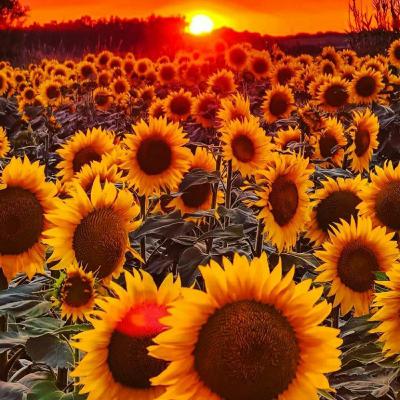 Prefácio para reedição da pedagogia do oprimido