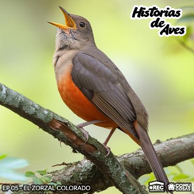 05: El Zorzal Colorado