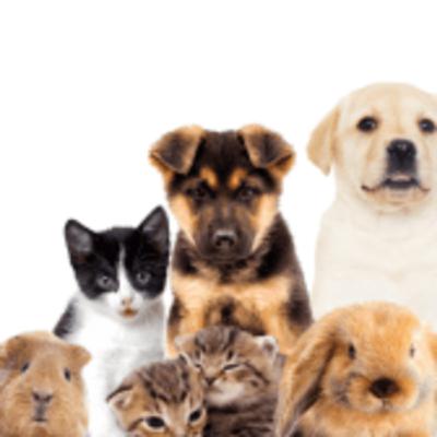 The Complete Guide to Different Types of Pet Insurance: Finding the Perfect Coverage for Your Furry Family