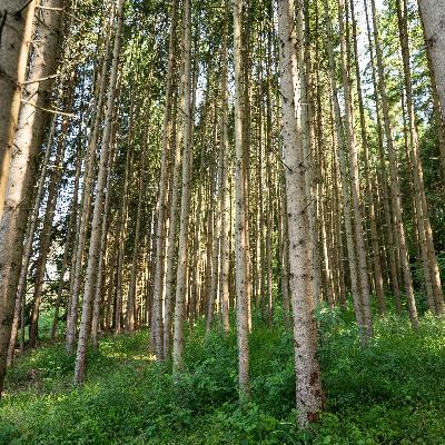 Wie geht es dem Wald in Baden-Württemberg?