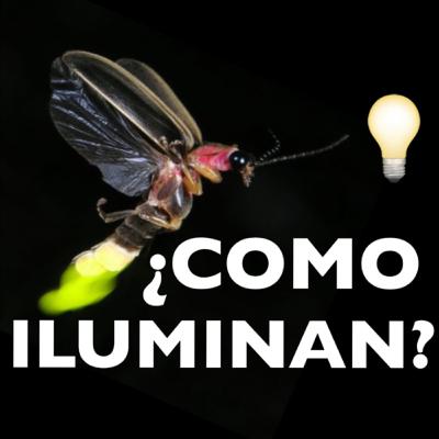 Como iluminan las #Luciernagas? 🤔💡 Como iluminan las #Luciernagas? 🤔💡