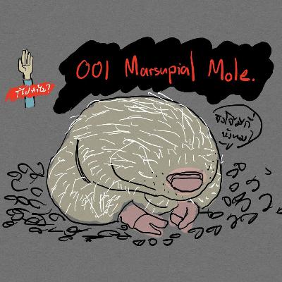 KFW001 Marsupial mole KFW001 Marsupial mole