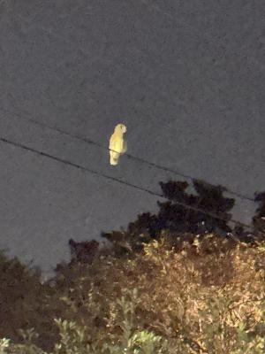 Owls. (Yep, you read that right.)