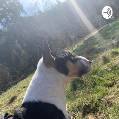 Miniatur Bull Terrier
