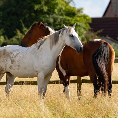 Mauke und Ekzeme im Sommer