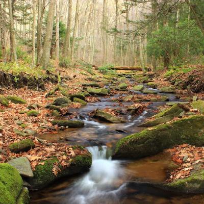 Peace in Wild Places