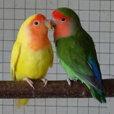 Love Bird Without A Lover
