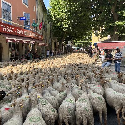 TRANSHUMANCE DANS LES ALPES DE HAUTE PROVENCE TRANSHUMANCE DANS LES ALPES DE HAUTE PROVENCE