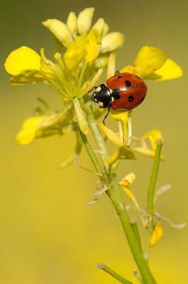 Episode 13- Mindful control of pests in your garden