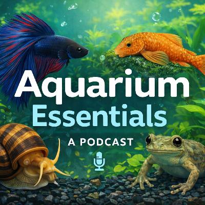 EP 1 // Our First Betta Fish: What We Learned (So You Don’t Make the Same Mistakes) EP 1 // Our First Betta Fish: What We Learned (So You Don’t Make the Same Mistakes)