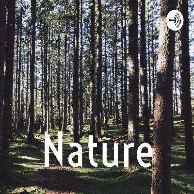 Wind/Static Nature