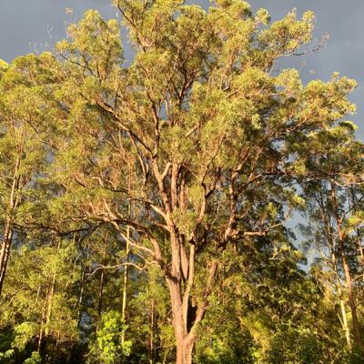 A chorus of Australian Birdsong ... (Satin Bowerbirds were throwing a party today)