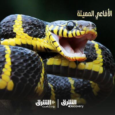 الأفاعي المميتة | ثعابين أستراليا الأفاعي المميتة | ثعابين أستراليا