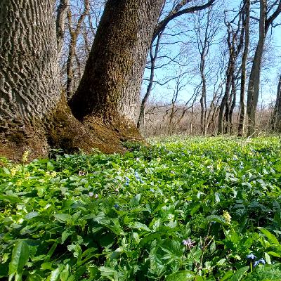 Белая дорога - Spring