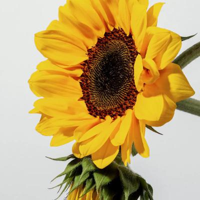 Ep. 52 - A dose of sunshine with Erin Kasparek N.D. Ep. 52 - A dose of sunshine with Erin Kasparek N.D.