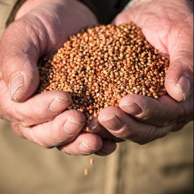 The Strength of Your Seed