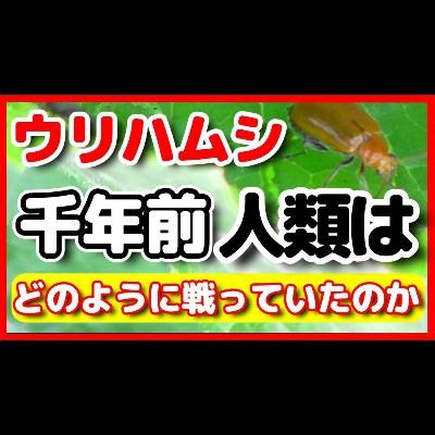 家庭菜園の宿敵ウリハムシ！その歴史・生態を探る