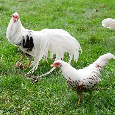 Zwerg-Yokohama - Rasseportrait #22