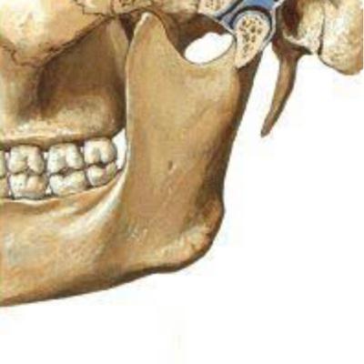 Movimentos mandibulares Movimentos mandibulares