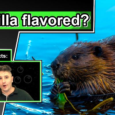 10 Cool Facts about Beavers 10 Cool Facts about Beavers