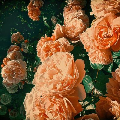 Holophrasis v.2 - Forgive and Forget