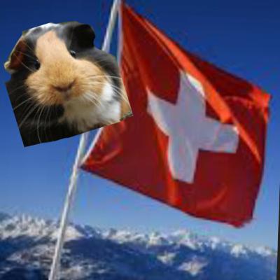Switzerland guinea pig Switzerland guinea pig