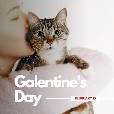 Joe Rogan Was WRONG About Cats & Relationships (with Dr. Rachel Geller!)