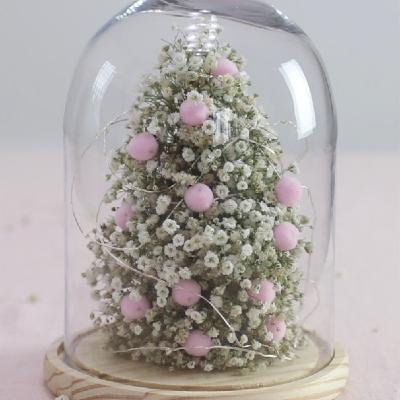 Episodio 19 - Árbol de Navidad en maceta. Abetos.