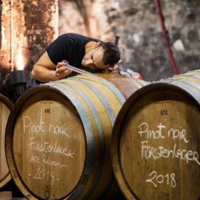 A temperatura de fermentação determina o estilo do vinho