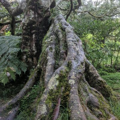 47 - Trek of Ancient Riffs