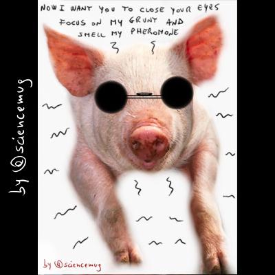 Del feromone di maiale che calma i cani super ansiosi!