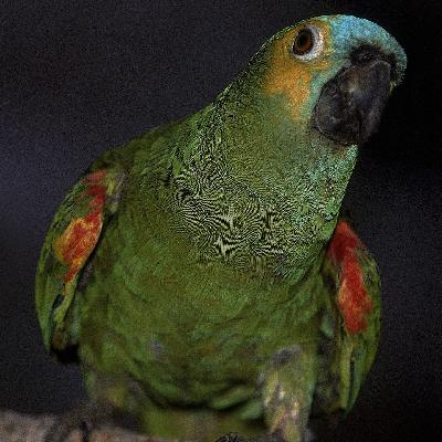 Die Tierdocs: Vogel ist gruselig Die Tierdocs: Vogel ist gruselig