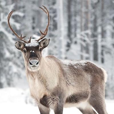 Episode 7 - Fantastic facts about reindeer (Christmas Special)