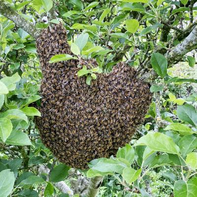 Swarming Hurts Your Honey Crop Swarming Hurts Your Honey Crop